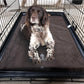 Fusion Kennel Pad - XL